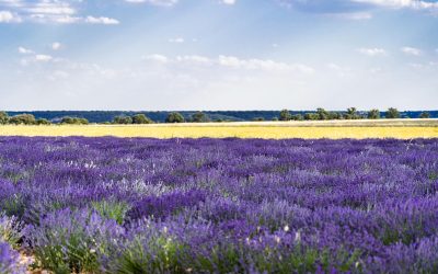 Les couleurs phares du printemps été 2024
