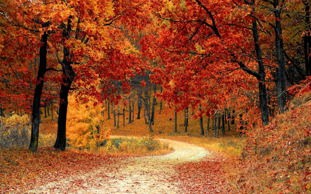 L’automne une saison lumineuse
