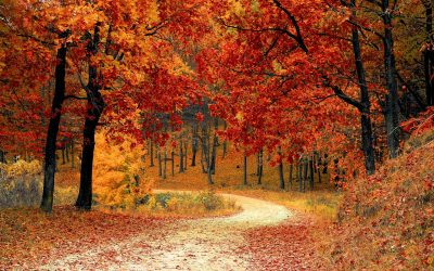 L’automne une saison lumineuse